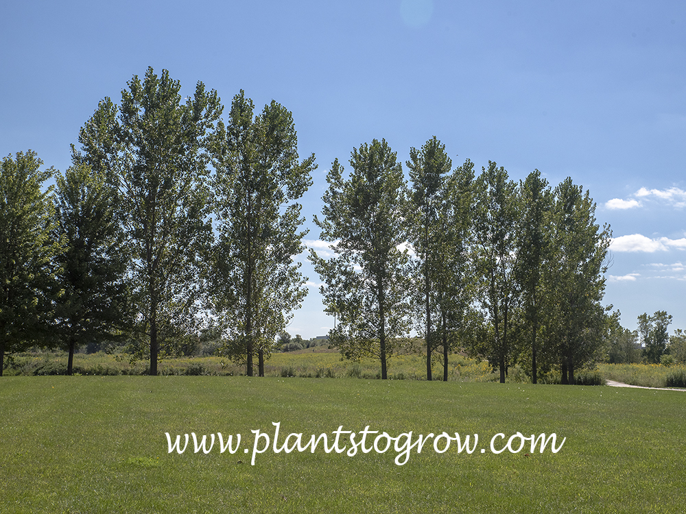 Siouxland Popple (Populus deltiodes)